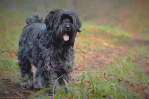 Tibet Terrier