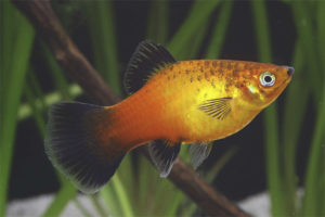 Aquarium na isda Pecilia