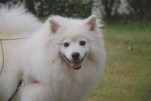 Amerikanong Eskimo Spitz