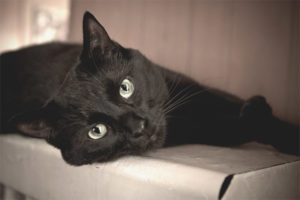 Bombay pusa