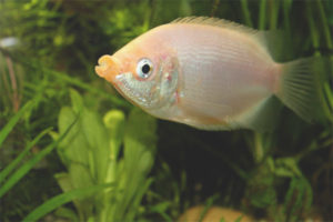 Halik ni Gourami