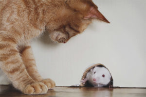 Ano ang gagawin kung ang isang pusa ay kumakain ng isang lason na mouse
