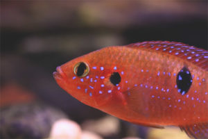 Guwapo si Chromis