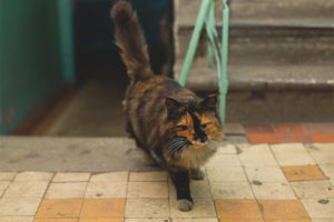 Paano malutas ang mga pusa upang mag-crap sa beranda