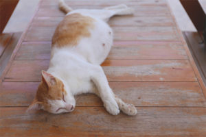 Paano maiintindihan na ang isang pusa ay manganak sa lalong madaling panahon