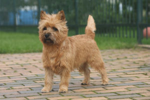 Terrier ng cairn