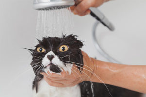 Kailan maaaring hugasan ang isang pusa pagkatapos ng castration?