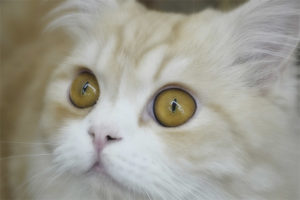 Conjunctivitis sa mga pusa