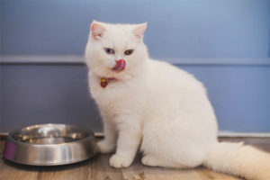 Tumanggi ang pusa