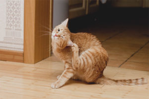 Nanginginig ang pusa at kiniskis ang mga tainga nito.