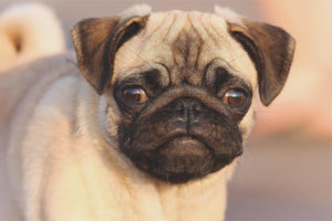 Pug aso