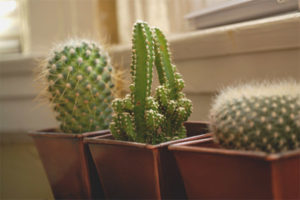 Posible bang mapanatili ang cacti sa bahay