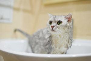 Maaari ba akong maghugas ng pusa pagkatapos ng panganganak