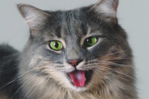 Bakit ang isang pusa ay humihinga na may bukas na bibig