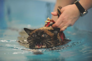 Bakit takot sa tubig ang mga pusa at pusa