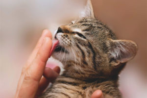 Bakit ang mga pusa at pusa ay nagdila ng mga tao