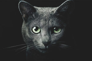 Bakit kumikinang ang mga pusa sa dilim