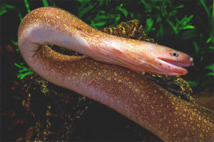 Tila ng tubig sa freshwater moray