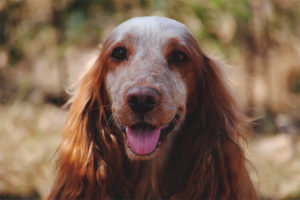 Russian pangangaso spaniel