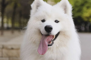 Samoyed Tulad