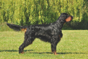 Si Scottish setter