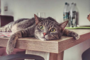 Gaano katagal maaaring mabuhay ang isang pusa na walang tubig at pagkain?