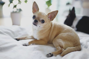 Chihuahua aso