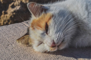 Init ang stroke sa mga pusa