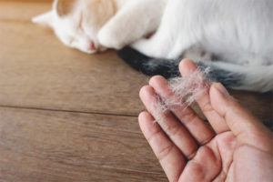 Ang buhok ng pusa ay bumabagsak
