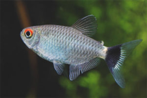 Mga filumong isda ng aquarium