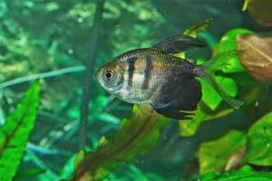 Isda ng aquarium