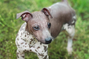 Amerikanong walang hairless terrier