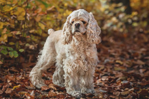 Amerikanong sabong spaniel