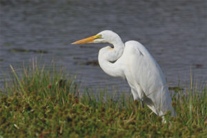 Mahusay na White Heron