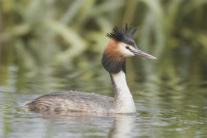 Mahusay Grebe