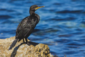 Mahusay na Cormorant