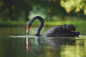 Black swan