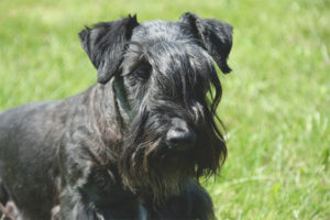 Terrier ng Czech
