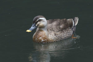Itim na mallard