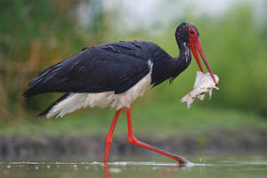 Itim na stork