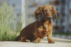 Mahabang buhok na dachshund