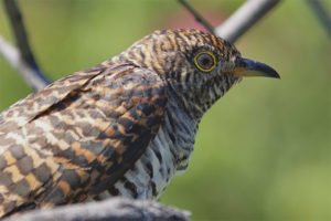 Bingi cuckoo