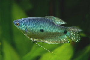 Asul na gourami