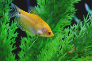 Gourami ginintuang