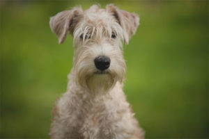 Irish Soft Pinahiran na gulong na Terrier