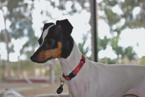 Terrier ng Hapon