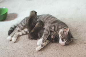 Paano maunawaan na ang isang pusa ay nagsilang sa lahat ng mga kuting