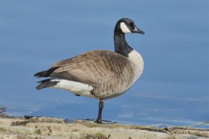 Canadian gansa