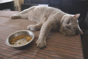 Ang pusa ay hindi kumain pagkatapos ng panganganak