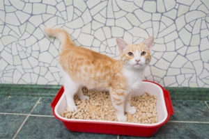 Tumigil ang pusa sa pagpunta sa tray